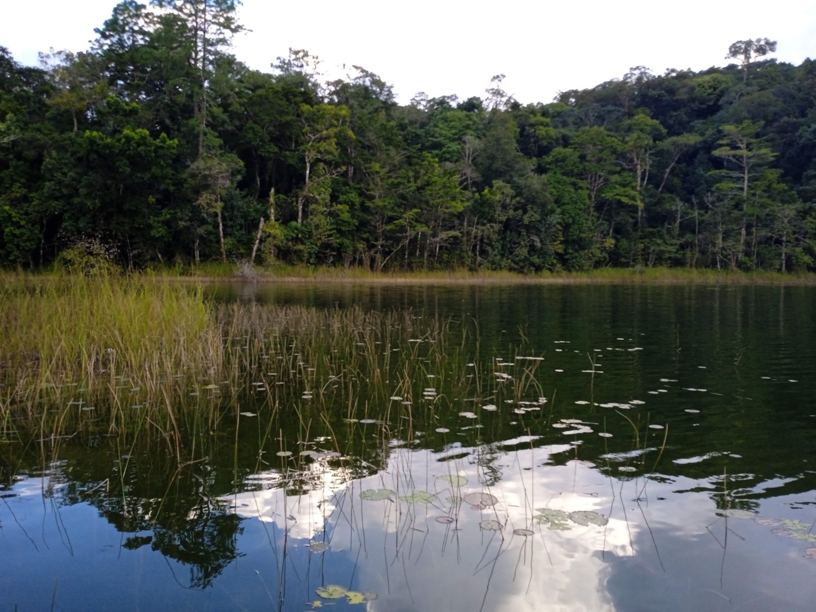 Lake Lacandon jungle