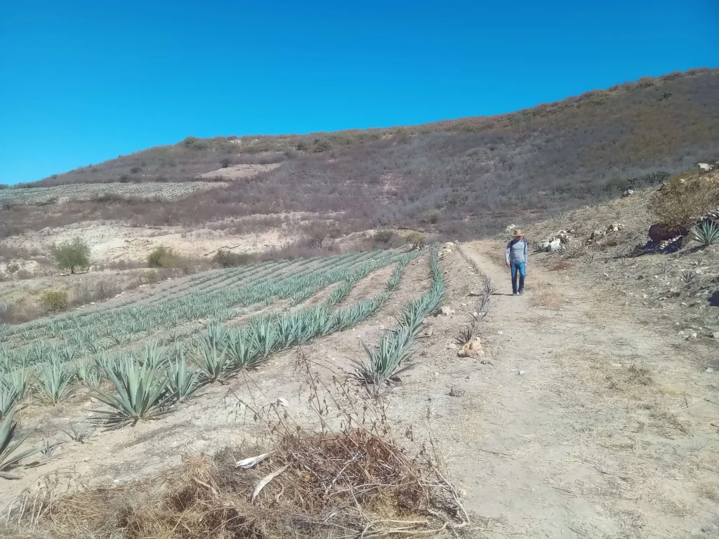 Agave plantation in Oaxaca.This place is visited with Cultura Distintas Mezcal and hiking tour.