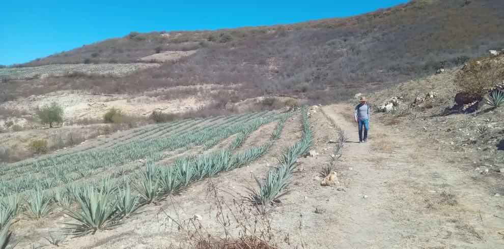 Agave plantation in Oaxaca.This place is visited with Cultura Distintas Mezcal and hiking tour.