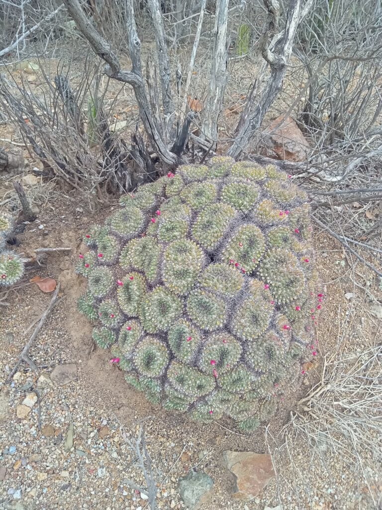 Big round shaped cactus with purple flowers