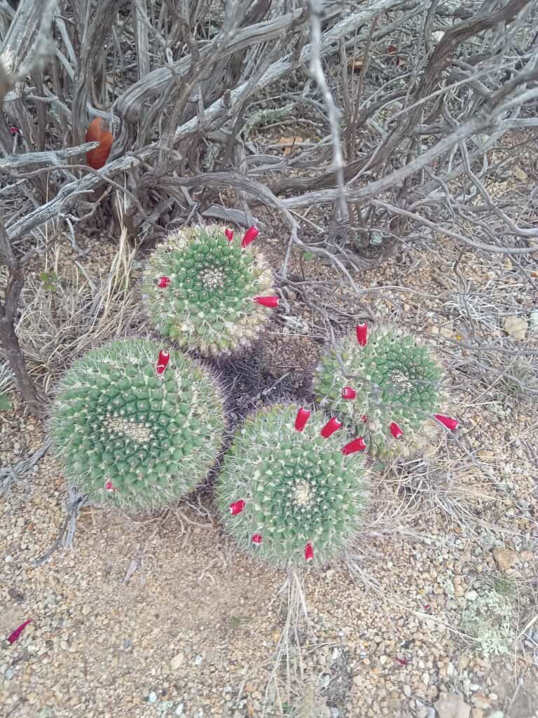 Ball shaped cactus with purple flowers