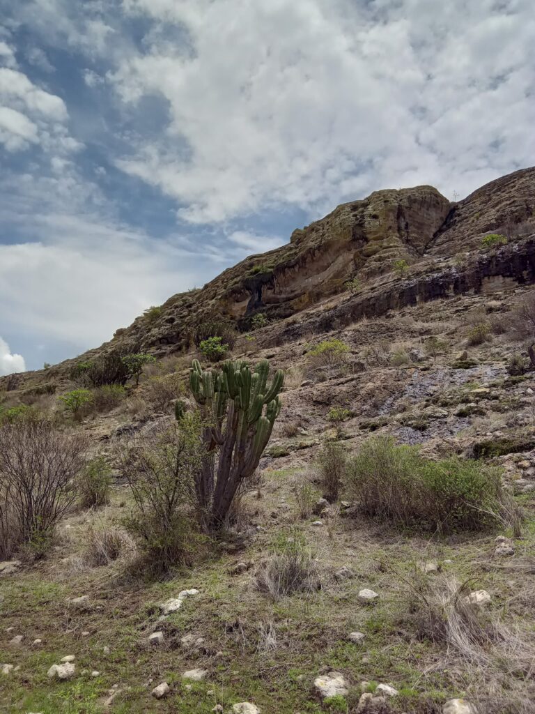 Big cactus in mountains in Oaxaca region Mexico