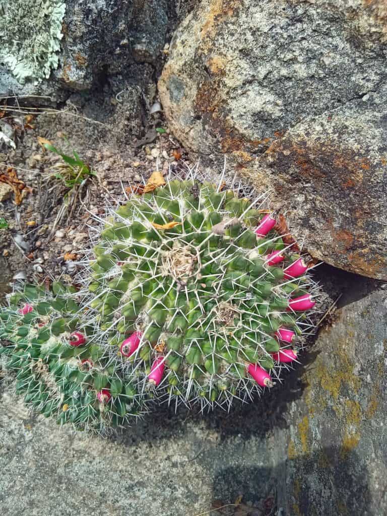 Cactus mexico in the Oaxaca region