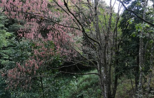 Huitepec natural reserve forest blossom