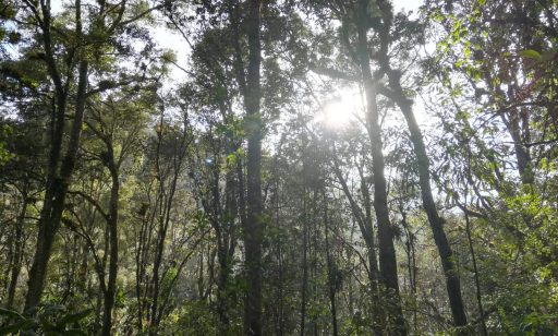 Huitepec natural reserve forest