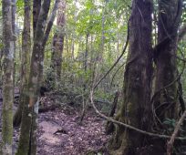 Trees Lacandon jungle