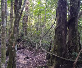 Experiences - Cultura Distinta - Things to do in San Cristobal Trees Lacandon jungle